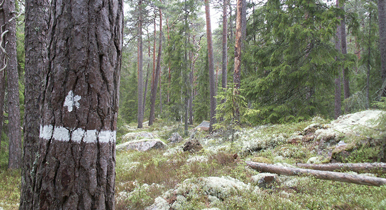 Barrskog. Foto Johan Bohlin.