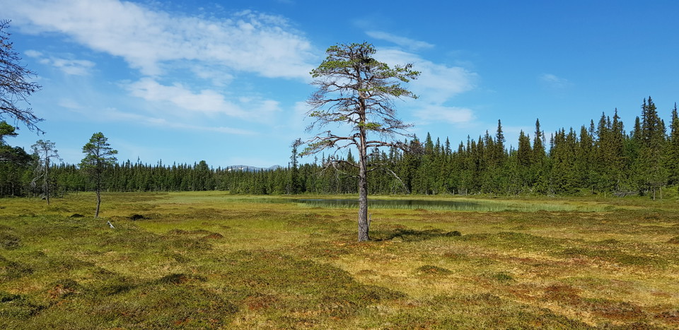 Rönnåsen.