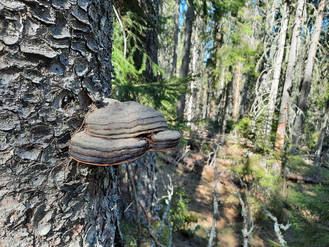 Skogligt biotopskydd Bergsbosjön