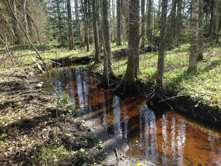 Måsjön-Borudamyren