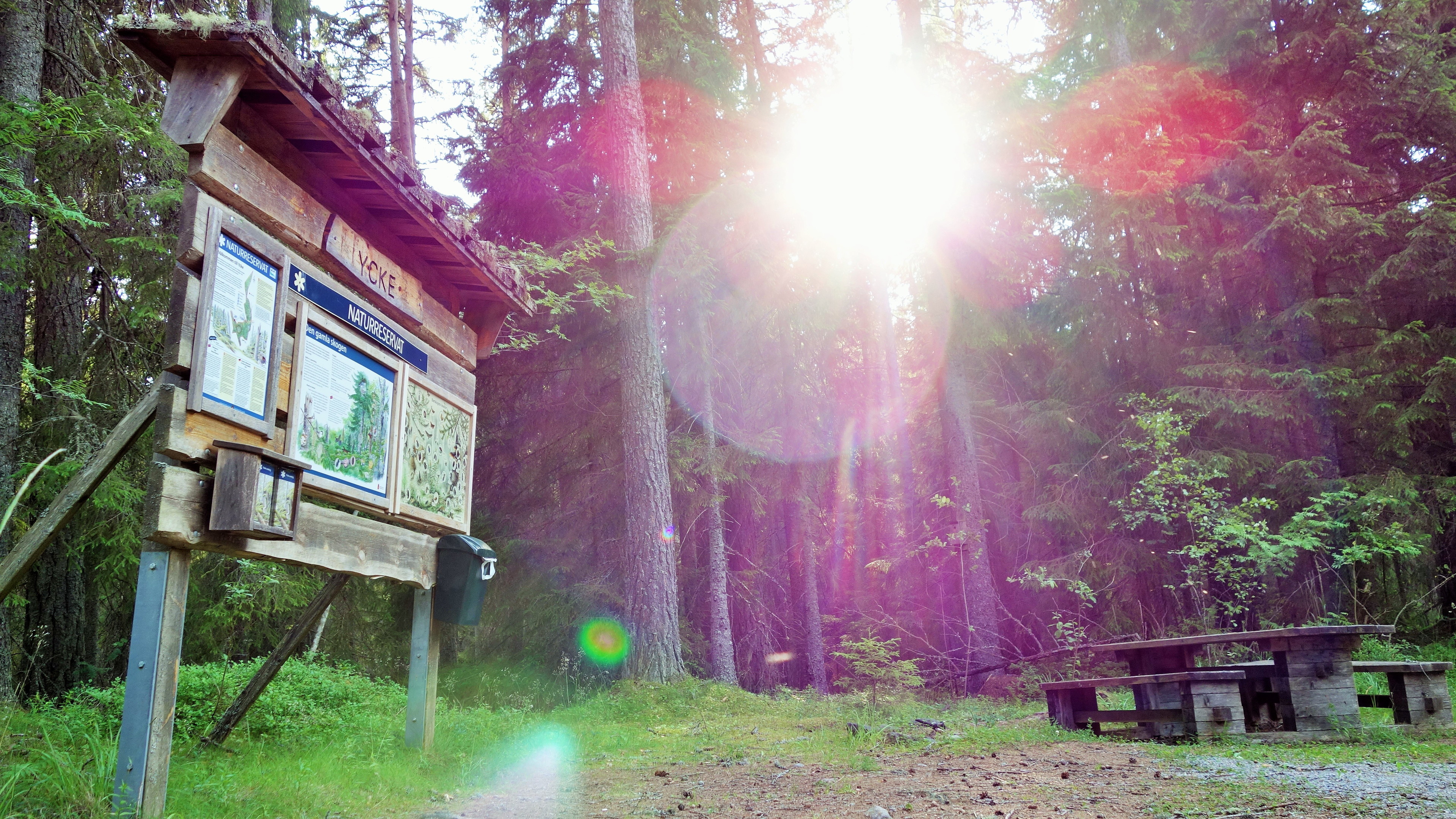Västra entrén till Ycke urskog
