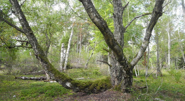 Götön, Naturreservat