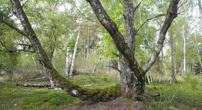 Foto: Martin Lindqvist