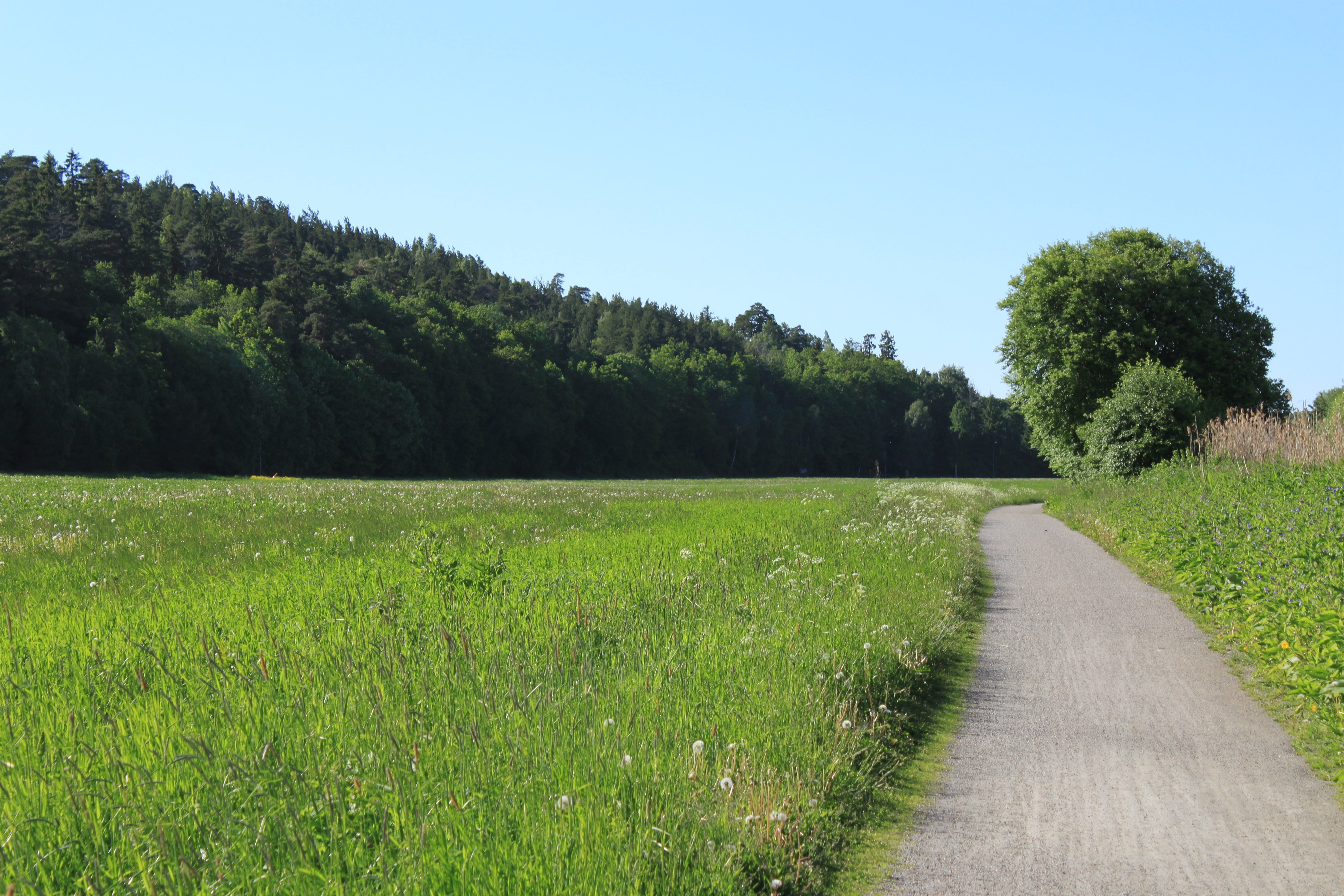 En bred och jämn grusväg med en äng på ena sidan och strandäng med vass på andra sidan löper längs med Fyrisån.