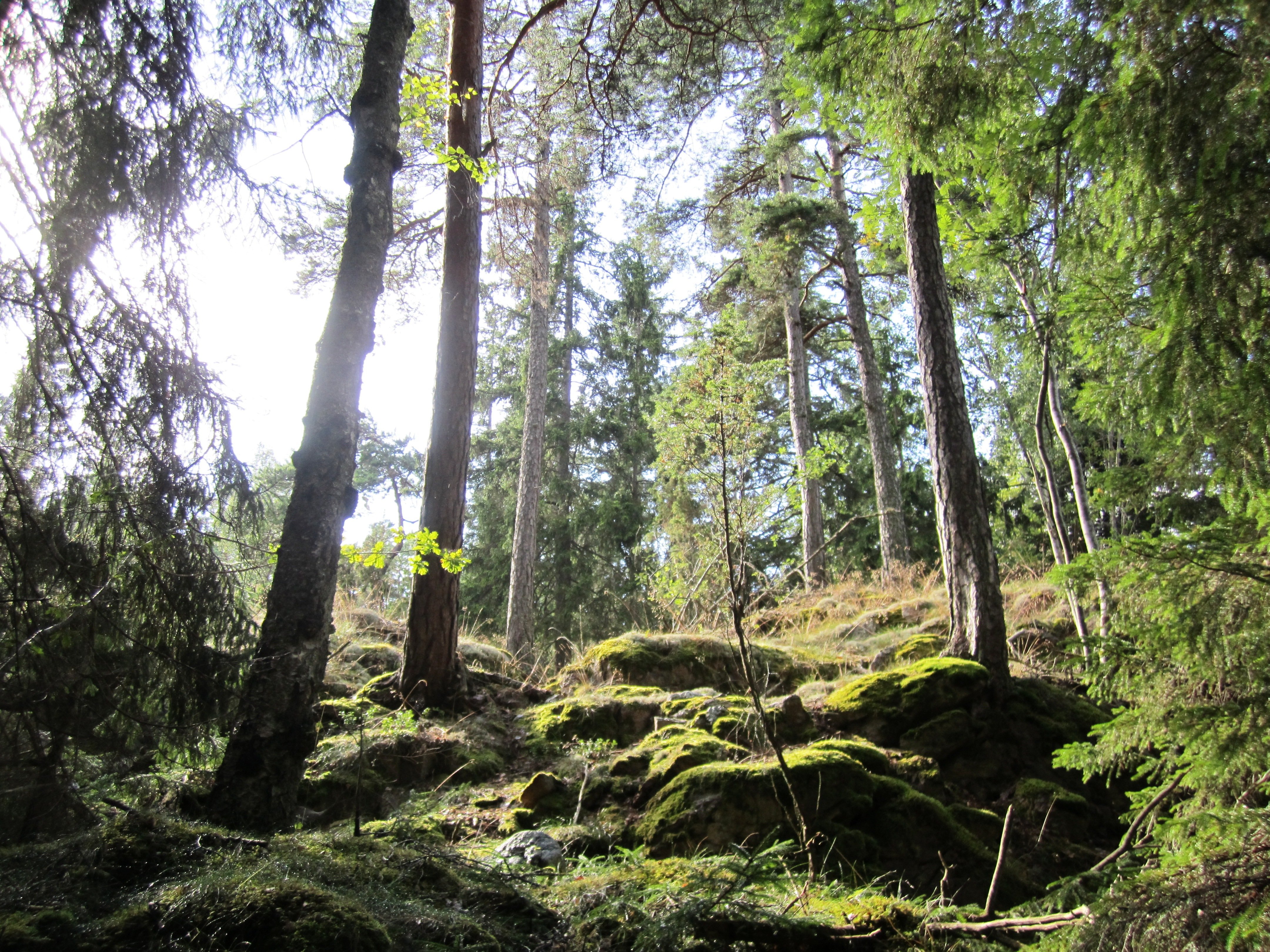Mossklädda stenar i en skog.