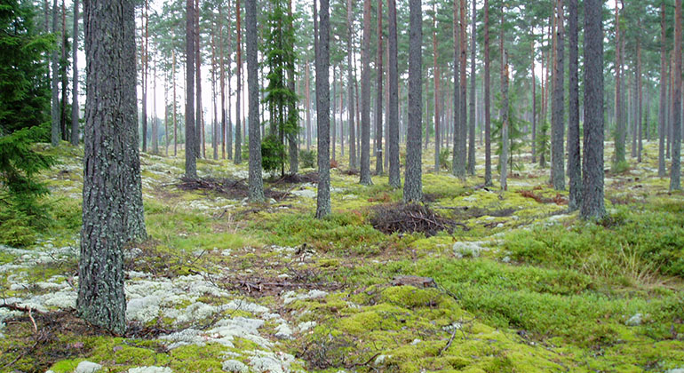 Hällmark vid Vissbodamon