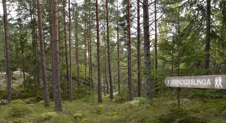 Göstrings urskog, Naturreservat