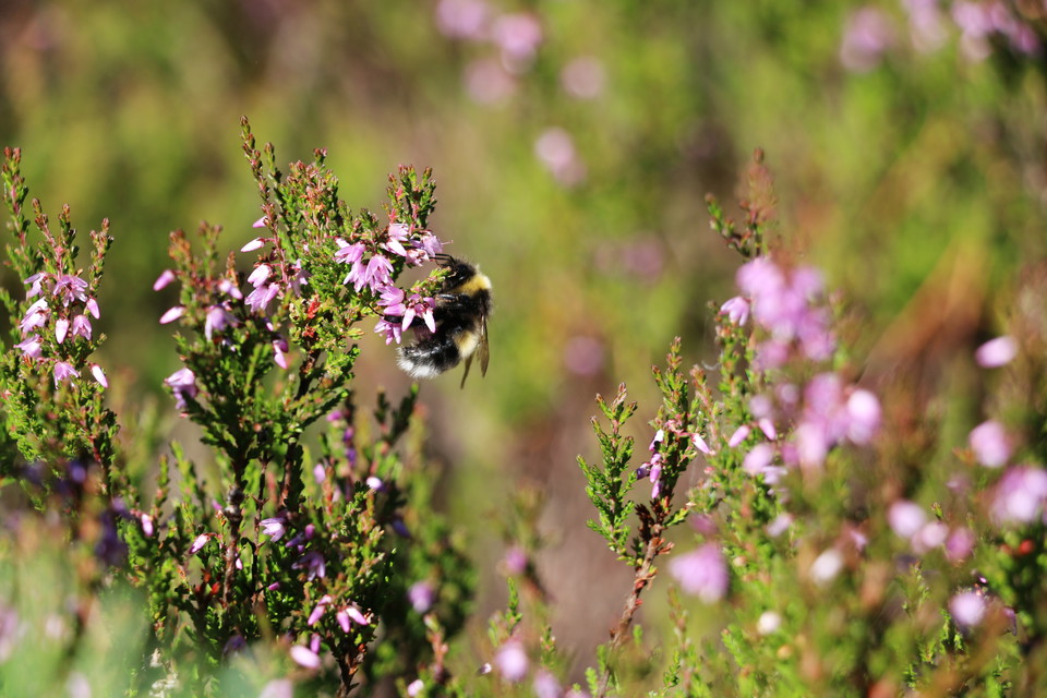 En humla suger nektar från blommande ljung.