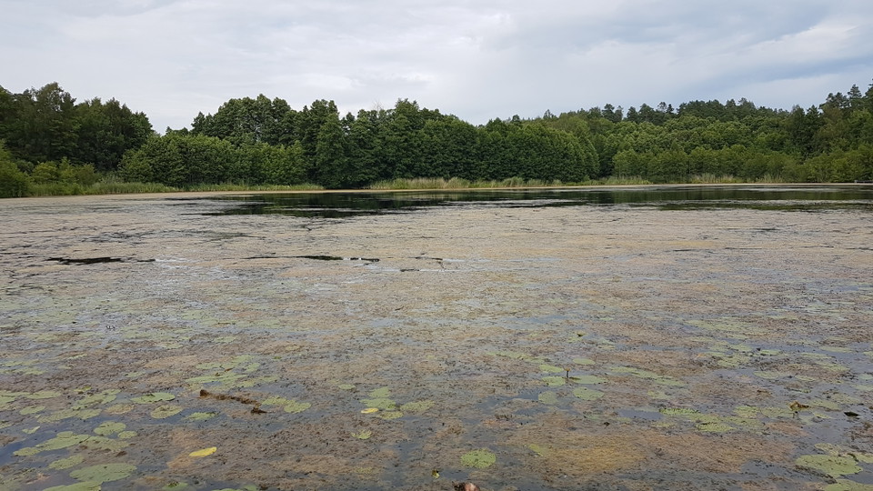 Fintrådiga alger på Stockbysjön i juli 2020. Foto Lidingö stad