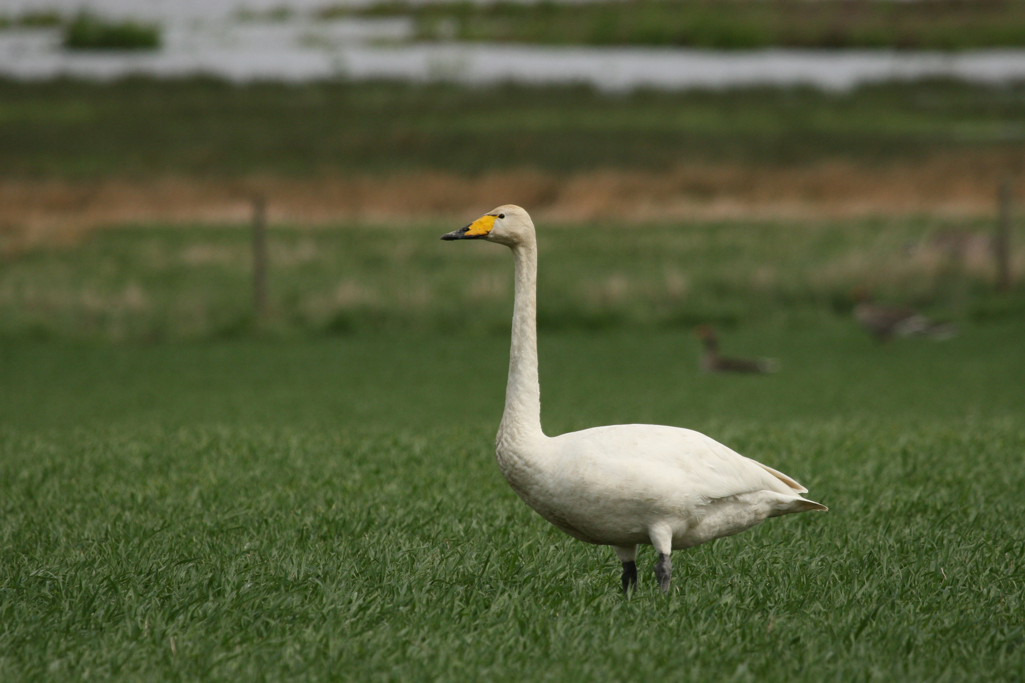 Gnien