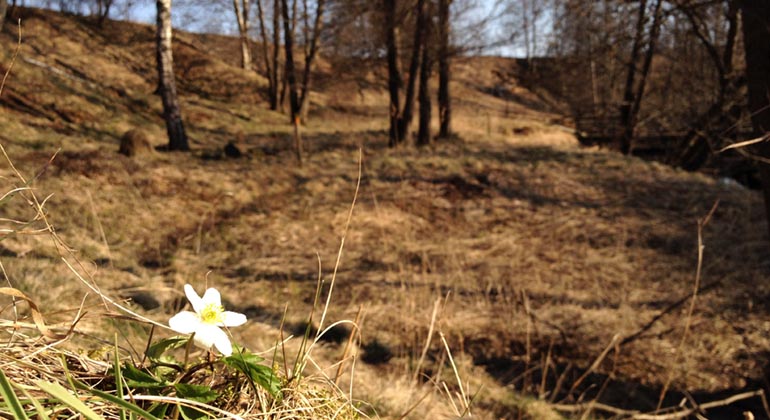 Vitsippa i Lekeberga-Sälven.