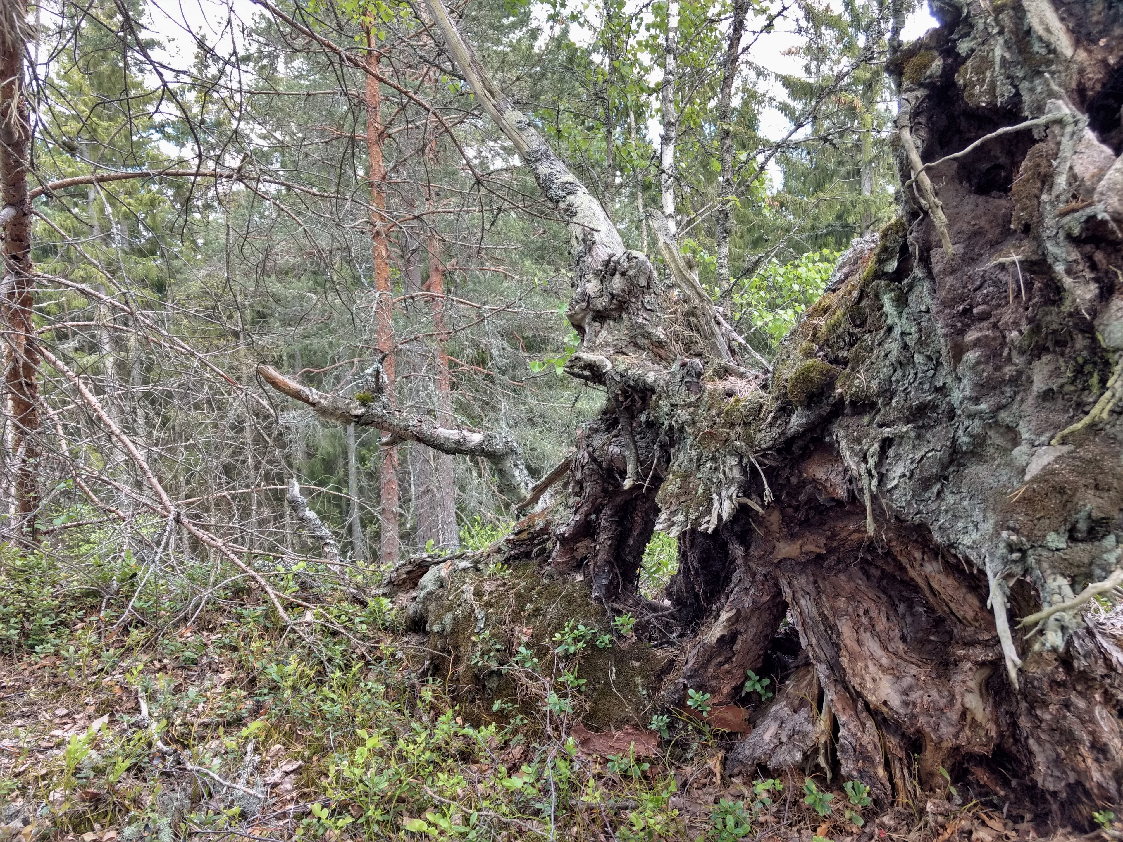 Listorp naturreservat
