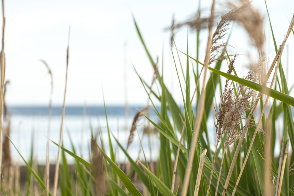 Vass med havet i bakgrunden