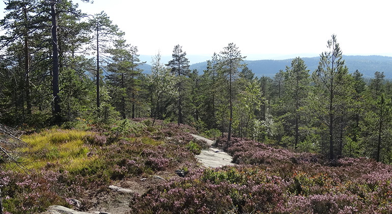 På hösten blommar ljungen längs Torprundan.