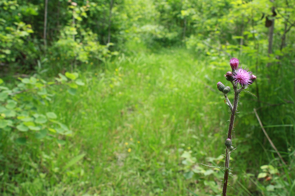 Närbild på en lila blomma. I bakgrunden är det grönt av gräs och lövträd.