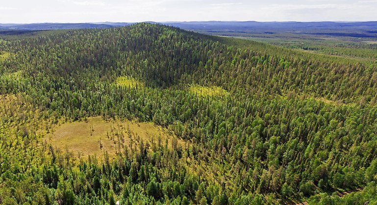 Urskogsberget Stor-Pållar är i princip orört av människan. Bild Länsstyrelsen Norrbotten.