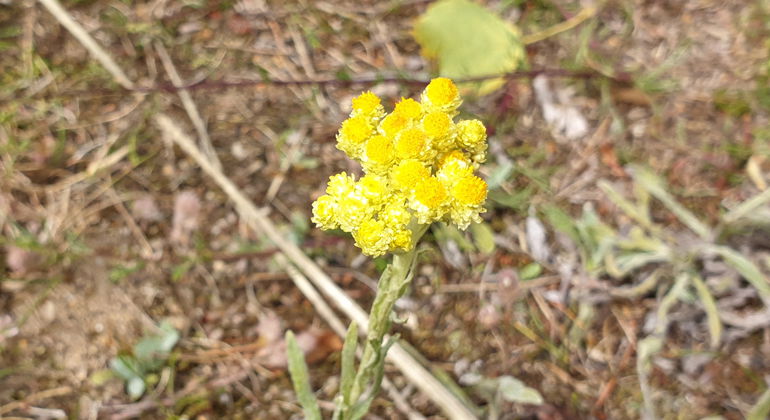 Hedblomster.