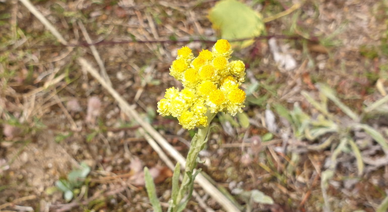 Hedblomster.