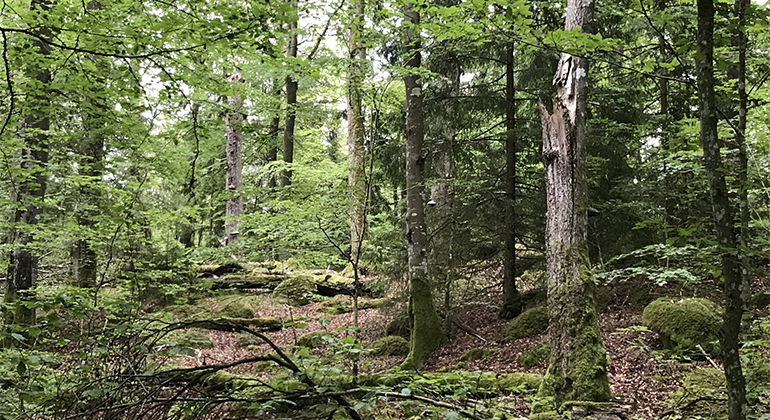 Skog i naturreservatet Röke.