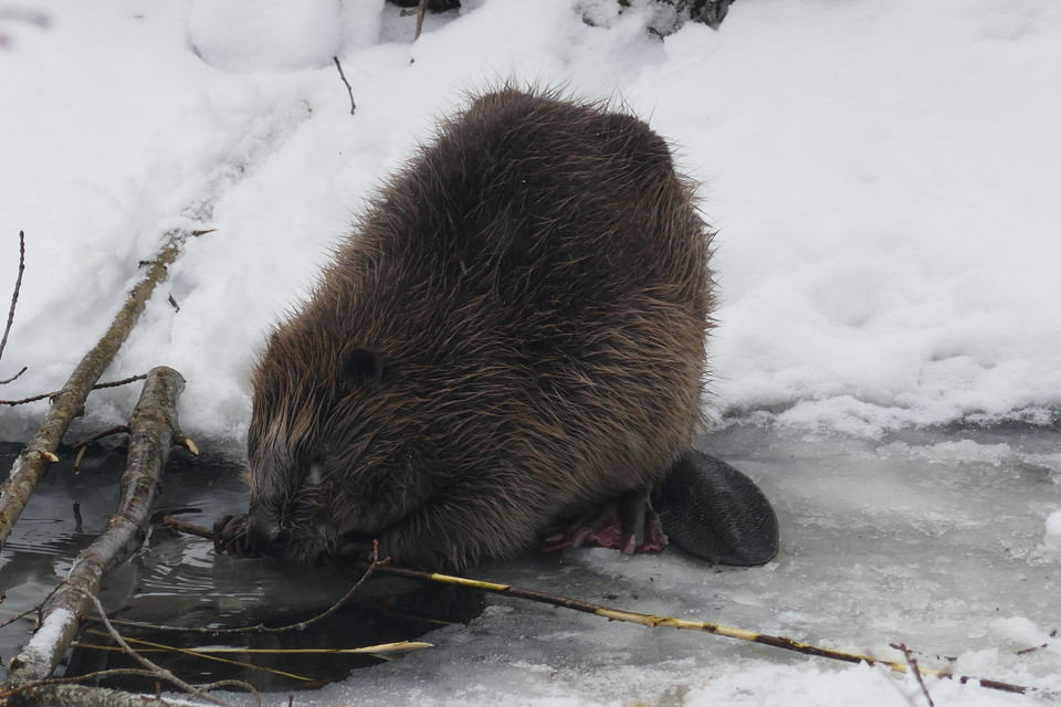 Bäver. Foto Torbjörn Peterson.