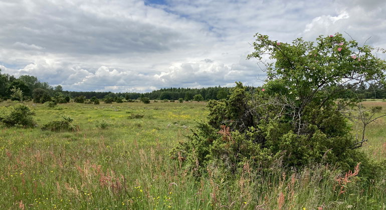 Ängsmark.