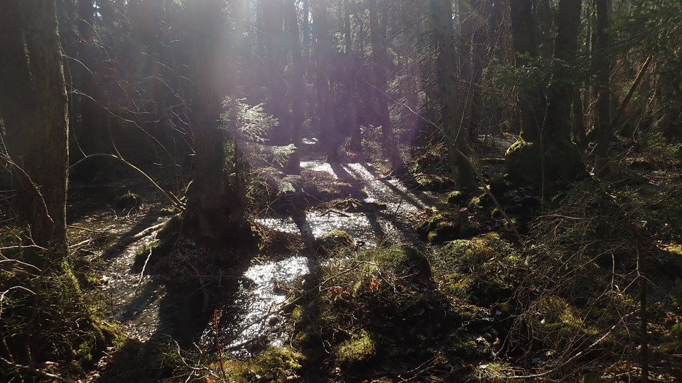 Alkärr i södra Sticklinge skogen. Foto Lidingö stad
