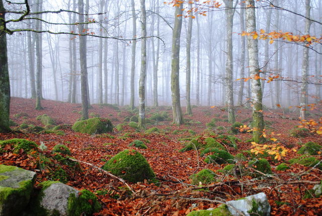 Naturreservat Lundsbo Bokskog