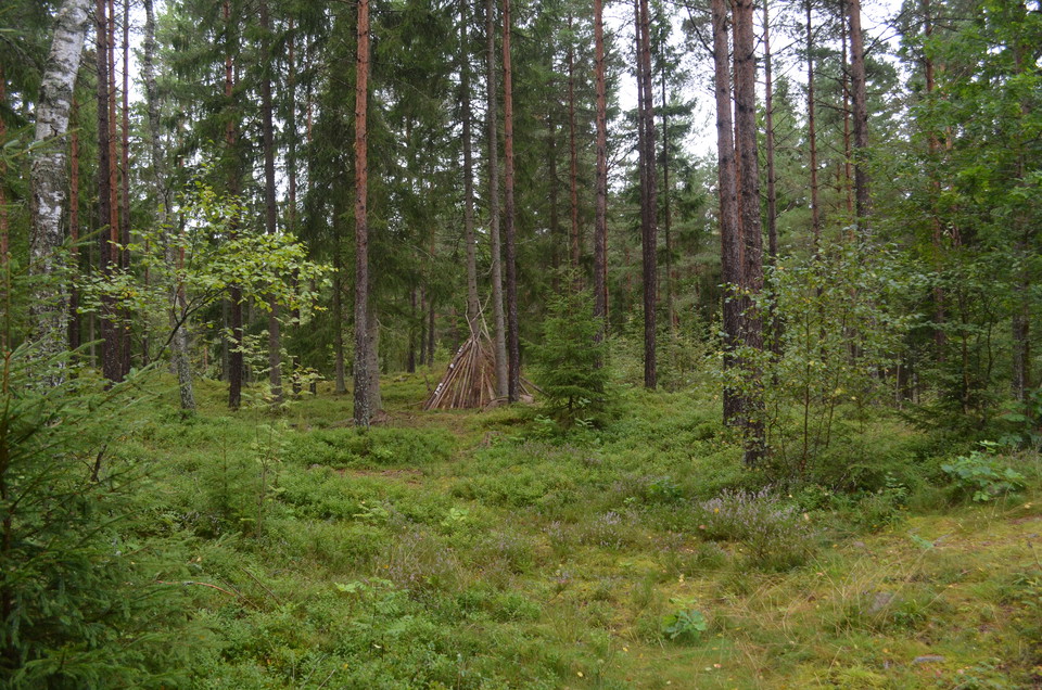 Skogskänsla utmed spåret