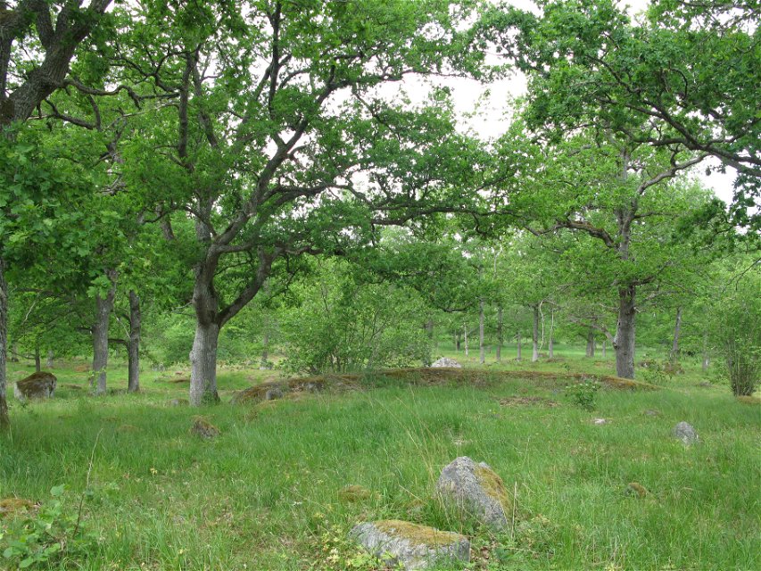 Hagmark med många ekträd och större stenar. 