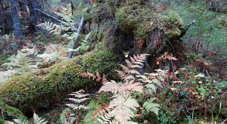 Brandbärssvedjans naturreservat.