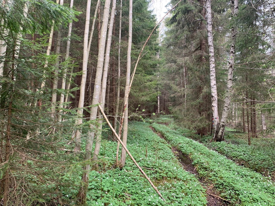 På väg in i naturreservatet