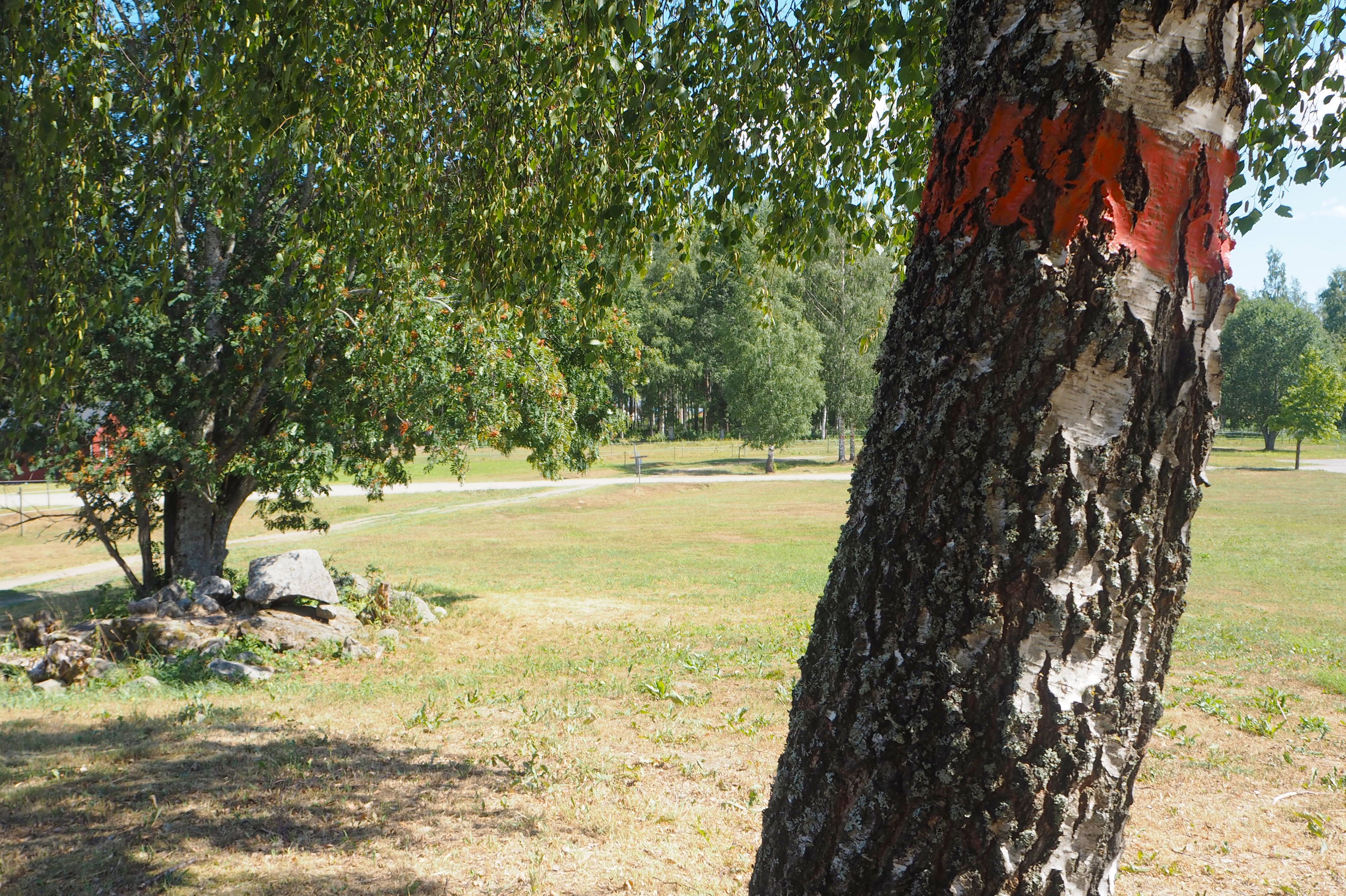 Trädstam