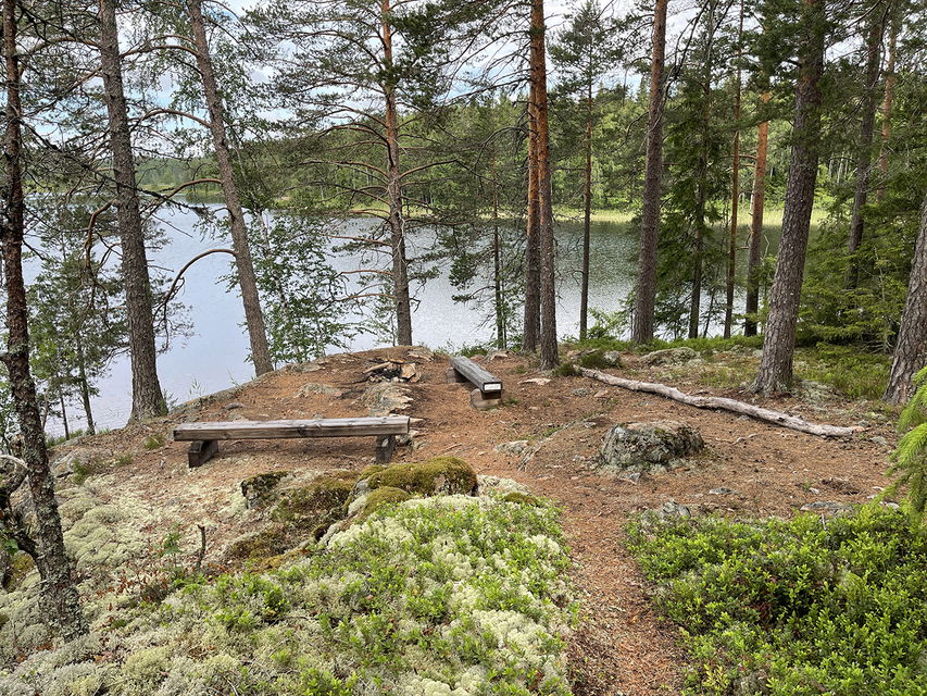 Två träbänkar står bland tallar vid en sjö. På marken växer vitmossa och blåbärsris.