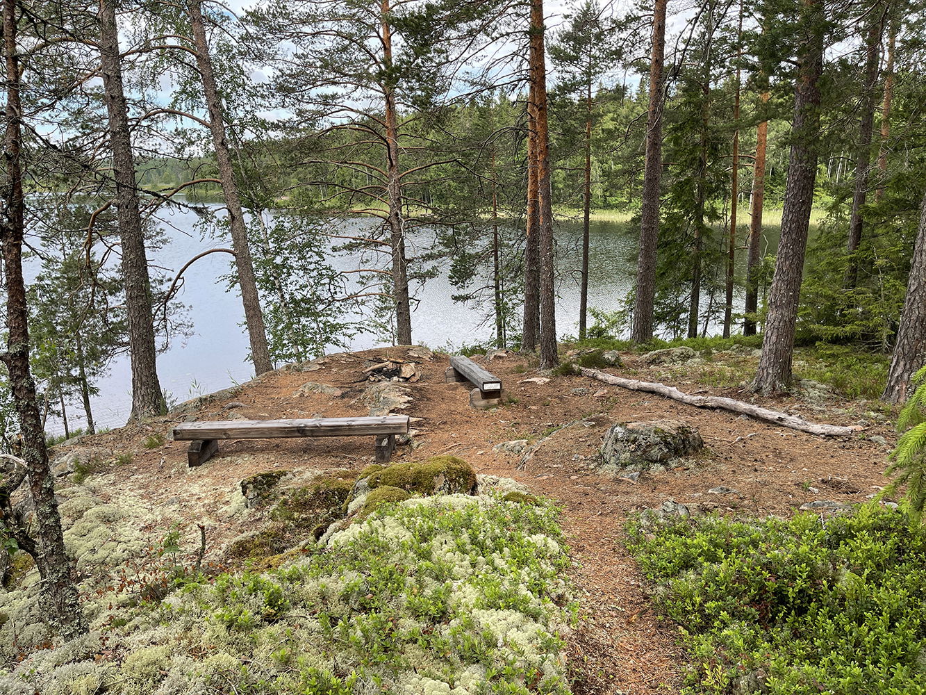Två träbänkar står bland tallar vid en sjö. På marken växer vitmossa och blåbärsris.