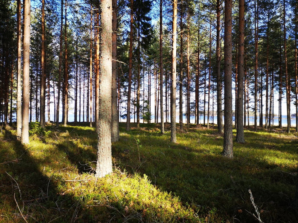 Fin tallhed nära Vesslamon