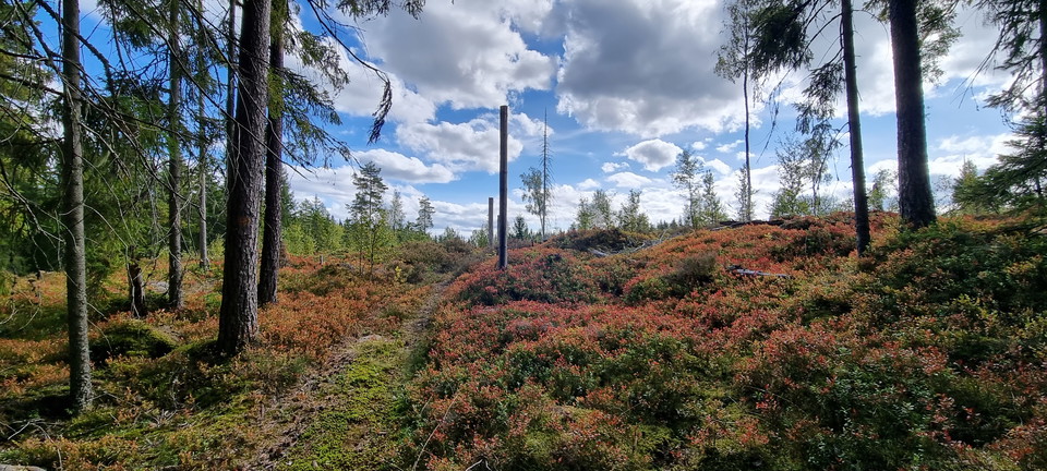 Stig över kulle, tallskog och blåbärsris i höstfärger.