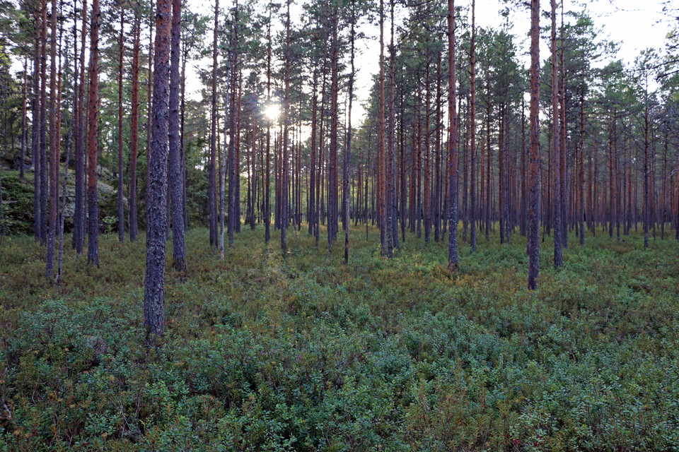 Solljus som strilar in mellan tallar på en myr.