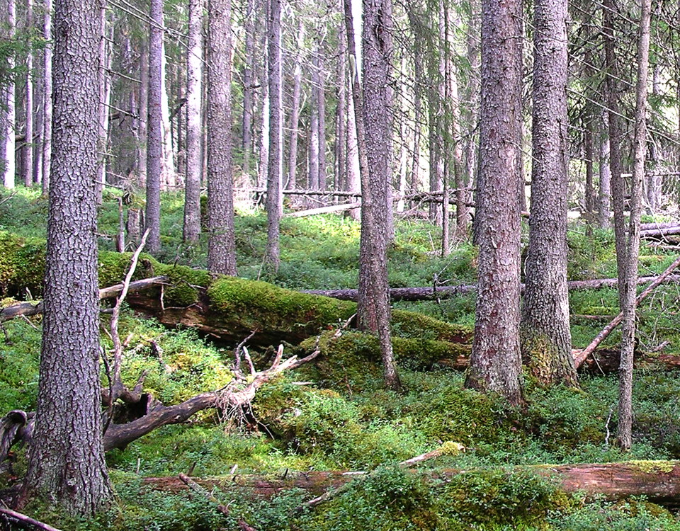 Gammal granskog med övervuxna lågor