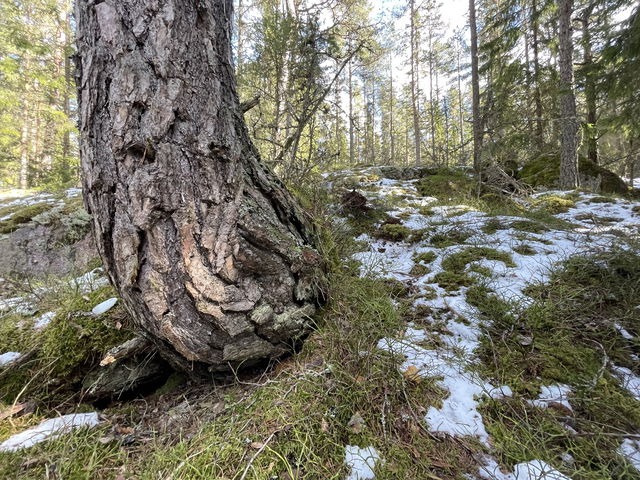 Åbobranternas naturreservat