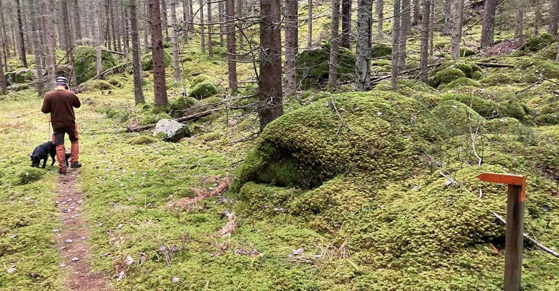 Grävsätters naturreservat