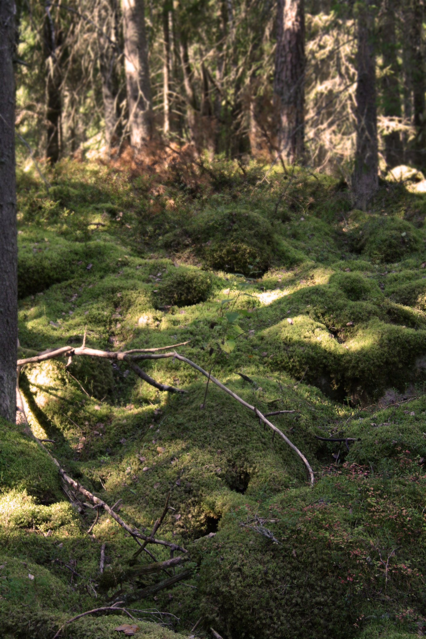 En skog med mycket ojämn terräng som består av mosstäckta stenar.
