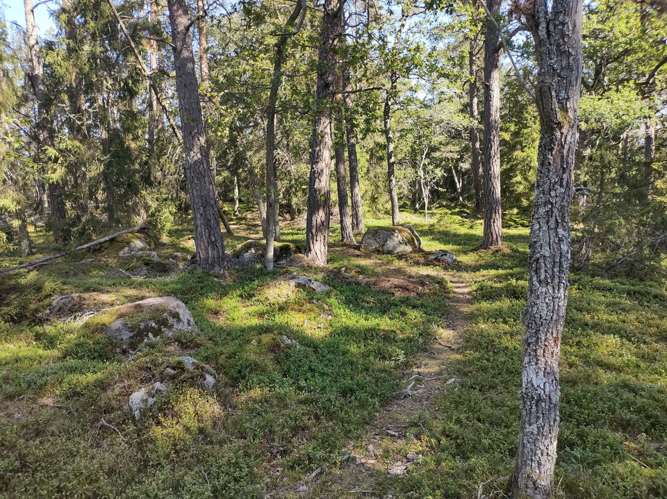 Stigen genom skogen