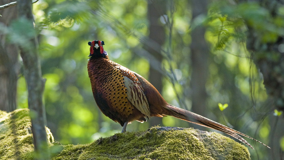 Fasantupp. Foto Johan Pontén