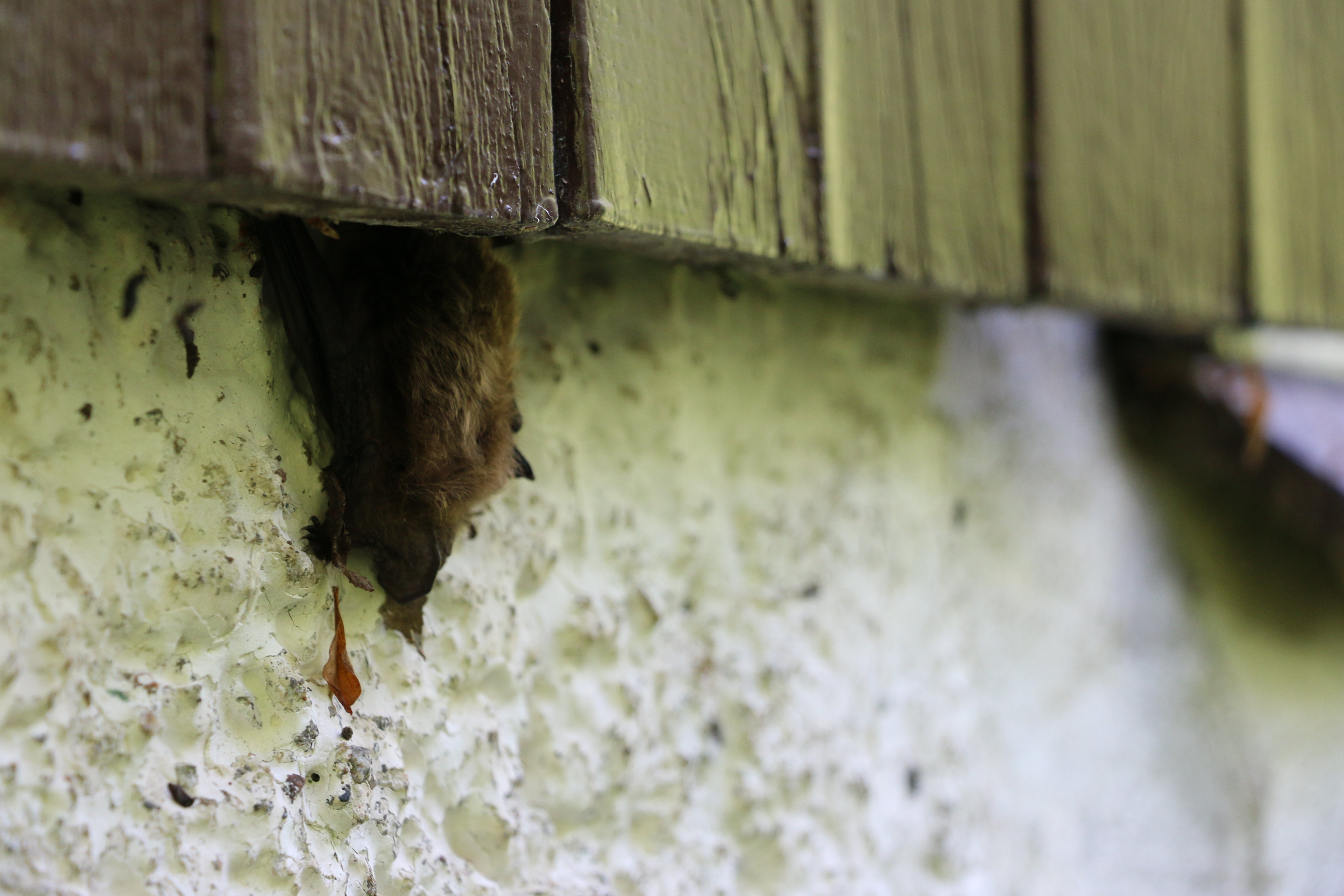 Fladdermus sitter under en träplanka intill en betonggrund.