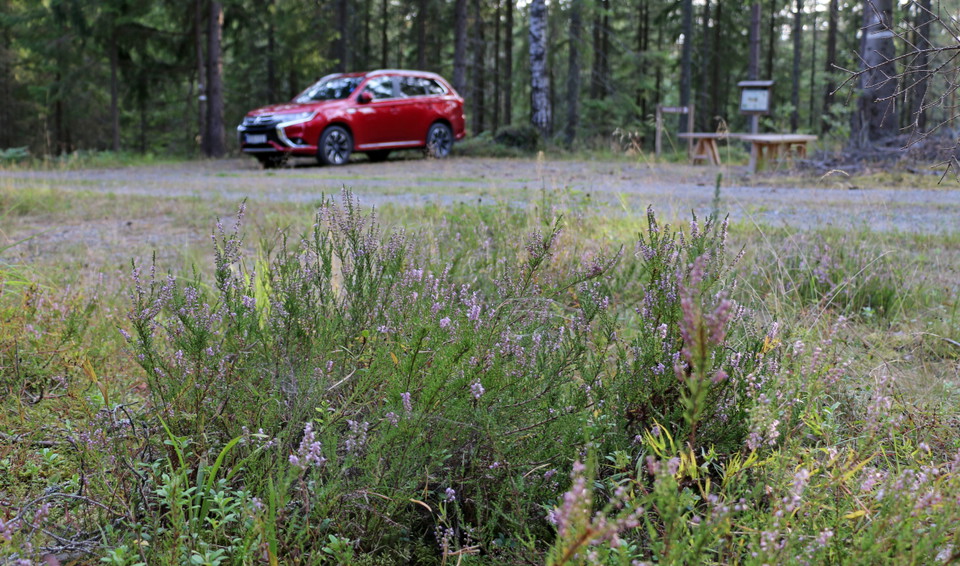 Bil på parkeringsplats och lite ljung i förgrunden.