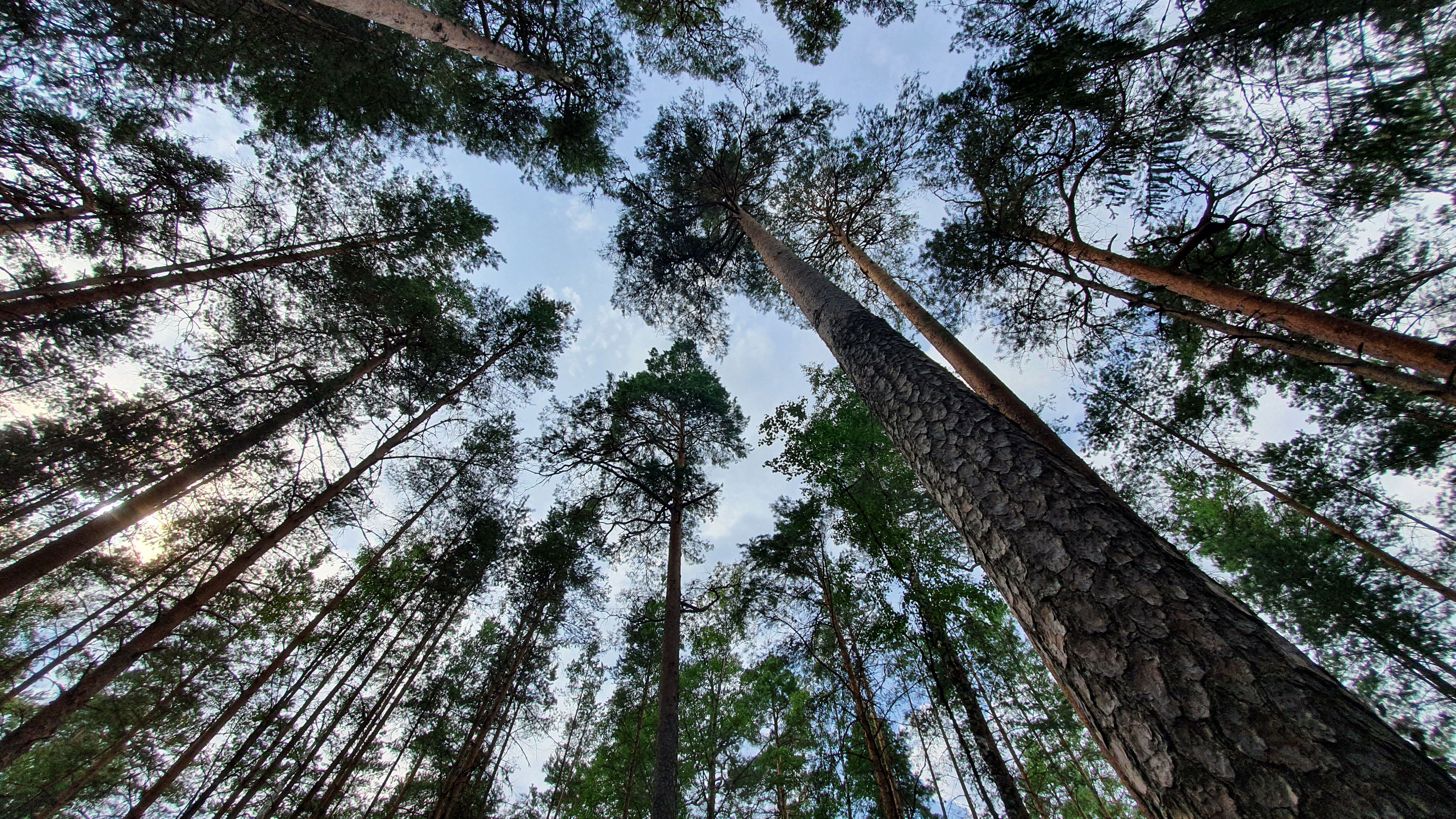 Höga talltoppar mot blå himmel.
