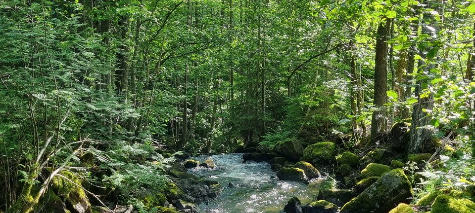 Vattenfall under lövskog. 