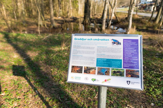 Groddamm vid Långsjön i södra Älvsjöskogen