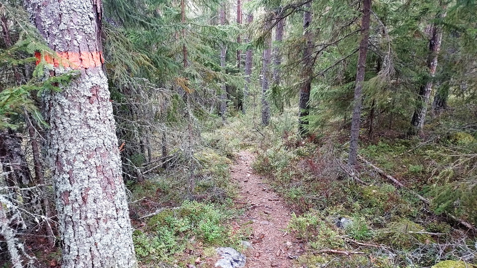 Toppleden Färila
