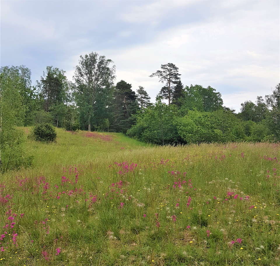 Slåtterängen Calmare Hage.